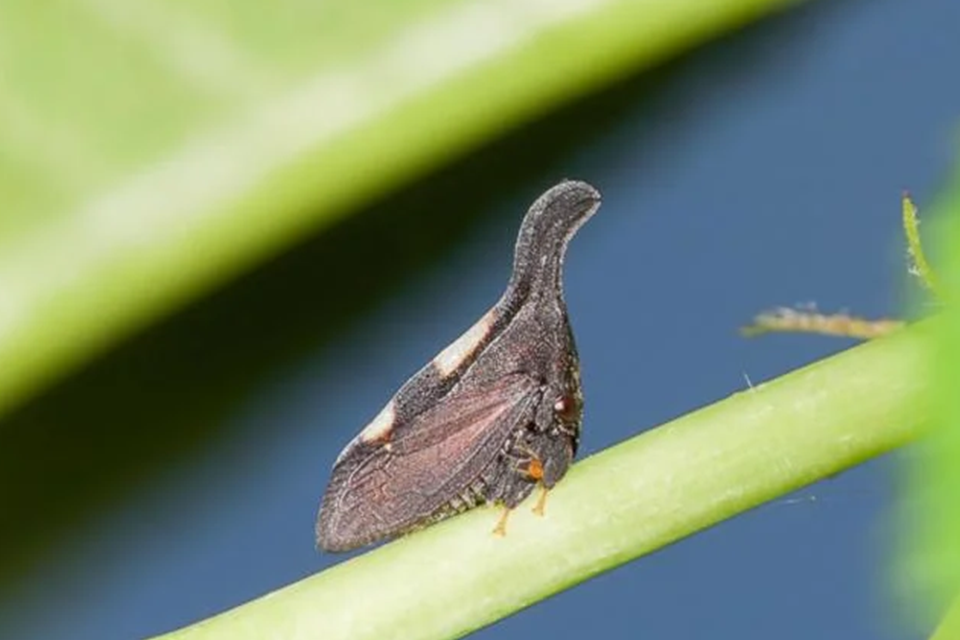 Treehopper, a tiny insect, is on a green plant. 